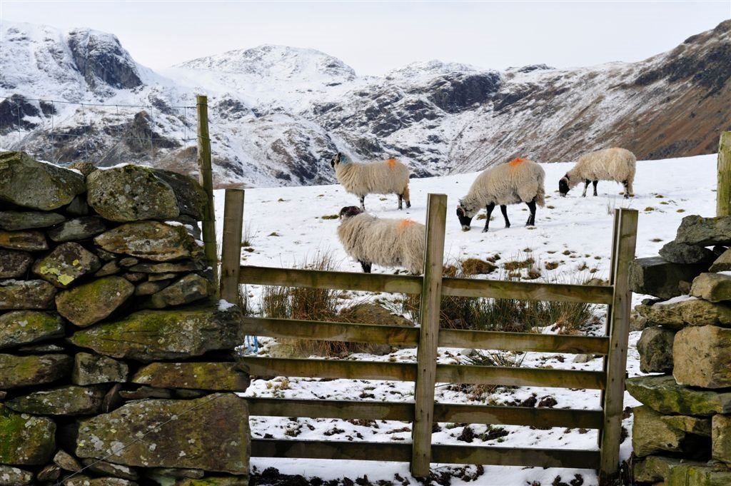 Sheep are everywhere in the Lake District by Nick Weall