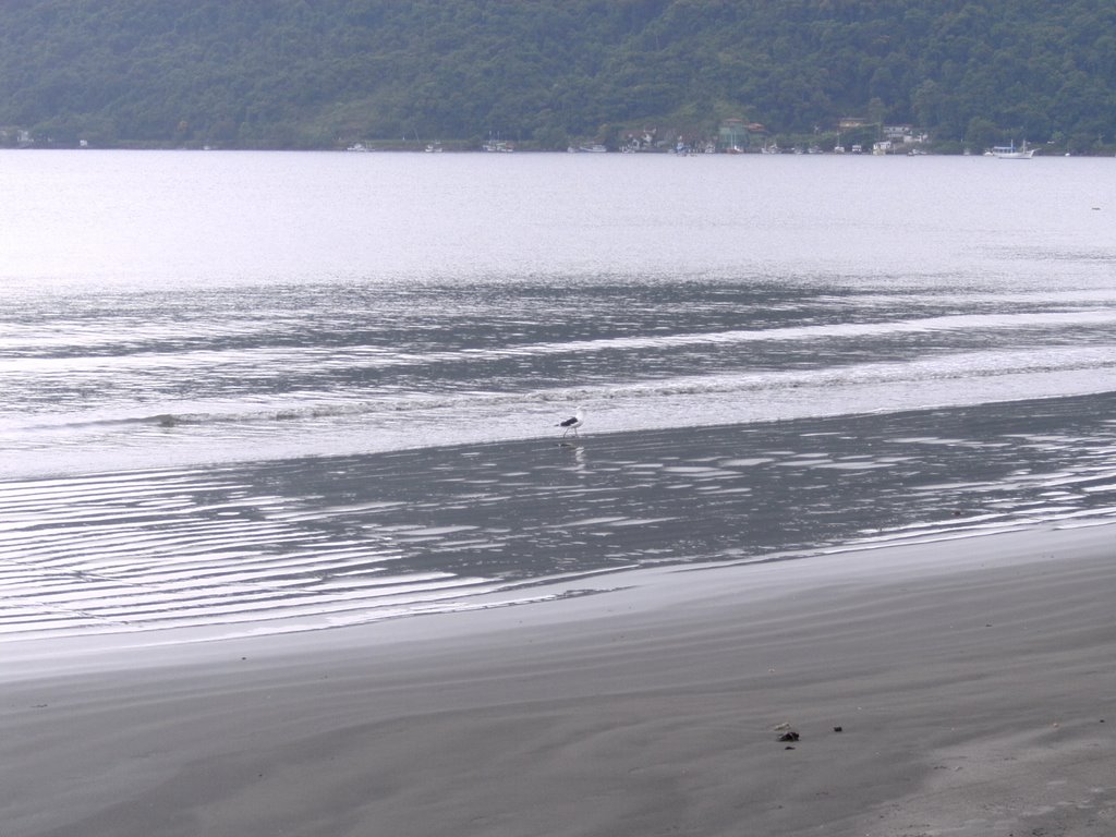 Gaivotas na praia - Itagua - Ubatuba - SP by Luiz Fernando Ballio