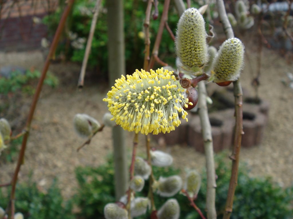 Blossom - Fly by Hänsel und Gretel