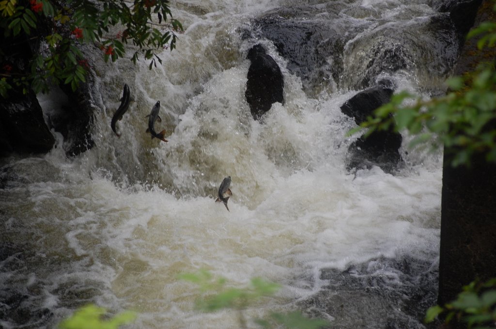 3 leaping salmon by duncarron