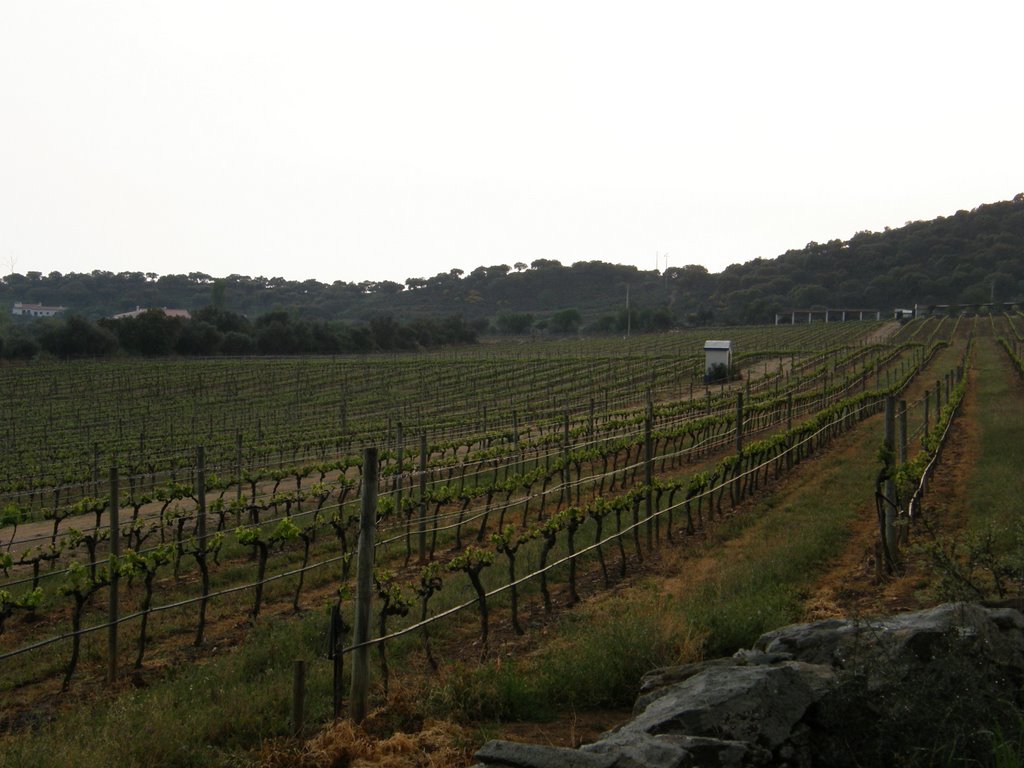 Videiras na Herdade do Monte do Limpo by Luís Seixas