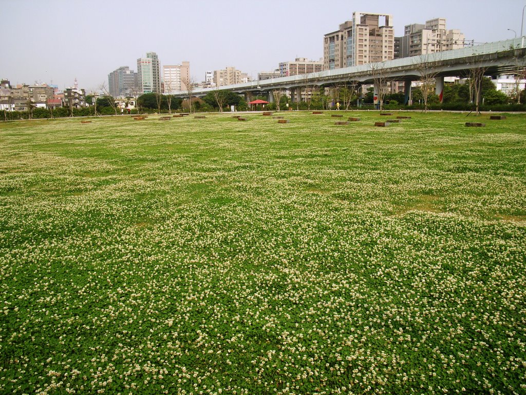 台北 華山公園花開滿地 by dog101chief 洪忠義