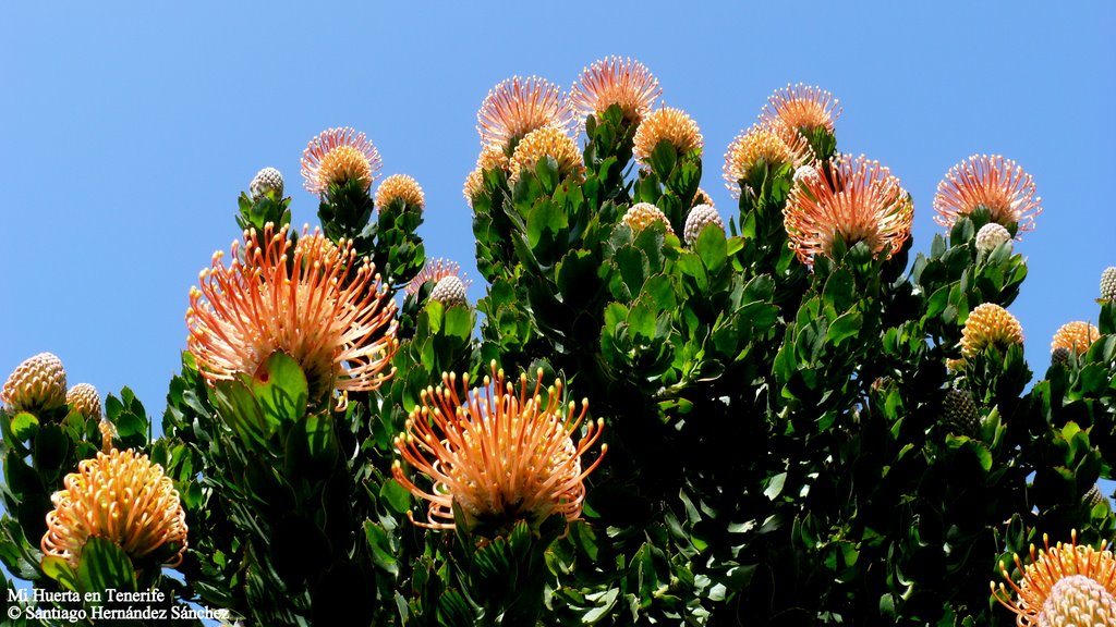 Mi Huerta en Tenerife, Leucospermum Patersoni by Gara  Hernández Pére…