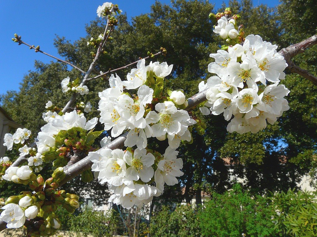 France, le Cerisier "Bigarreau Burlat" en fleurs à Vinassan by Roger-11