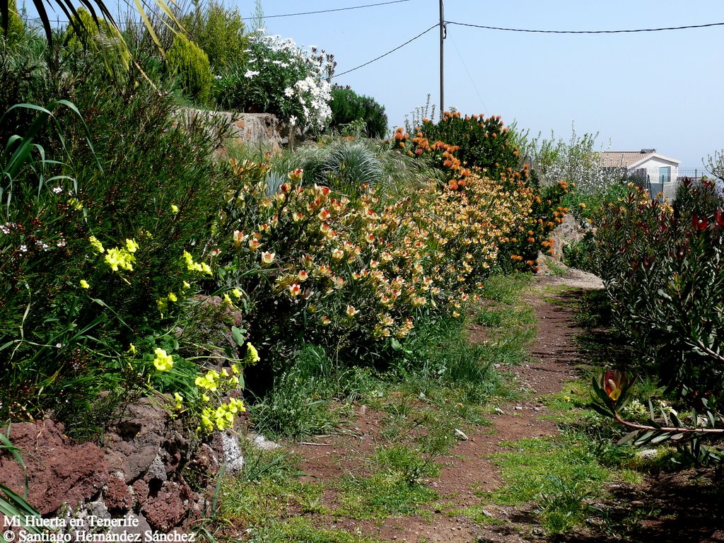 Mi Huerta en Tenerife, Leucadendron y Leucospermum by Gara  Hernández Pére…