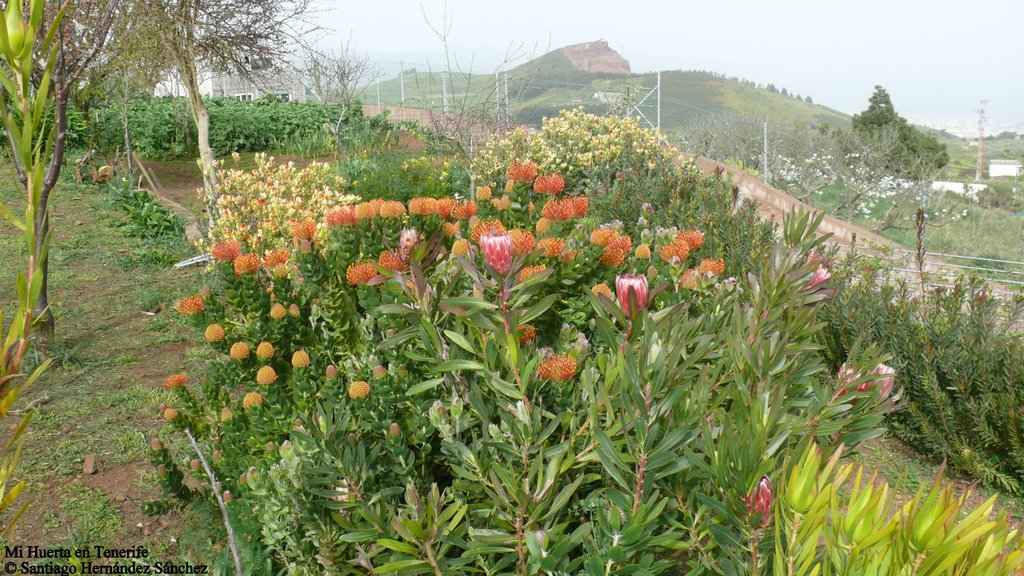 Mi Huerta en Tenerife,Protea Pink Ice y Patersoni by Gara  Hernández Pére…