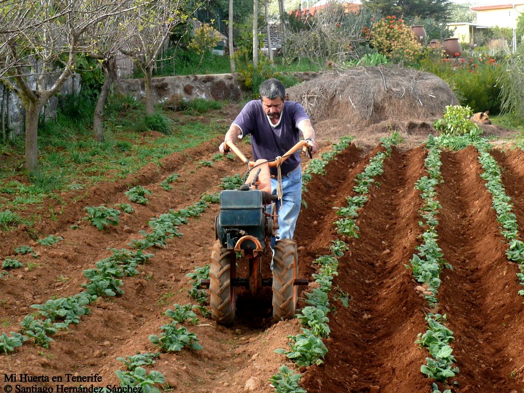 Mi Huerta en Tenerife, Papas by Gara  Hernández Pére…