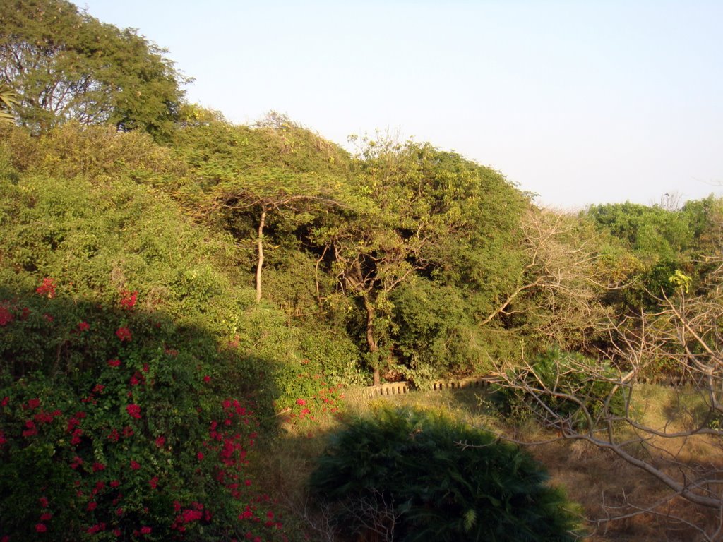 Theosophical Society, Chennai - View from Bungalow by agrao