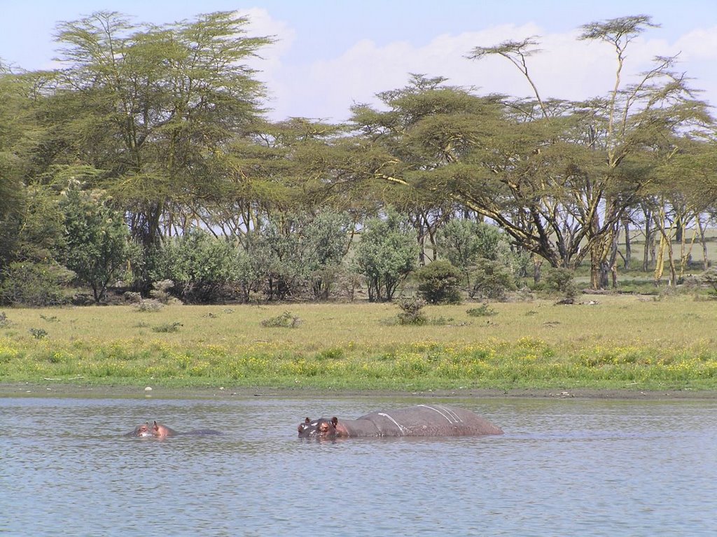 Lago Naivasha by Fran J