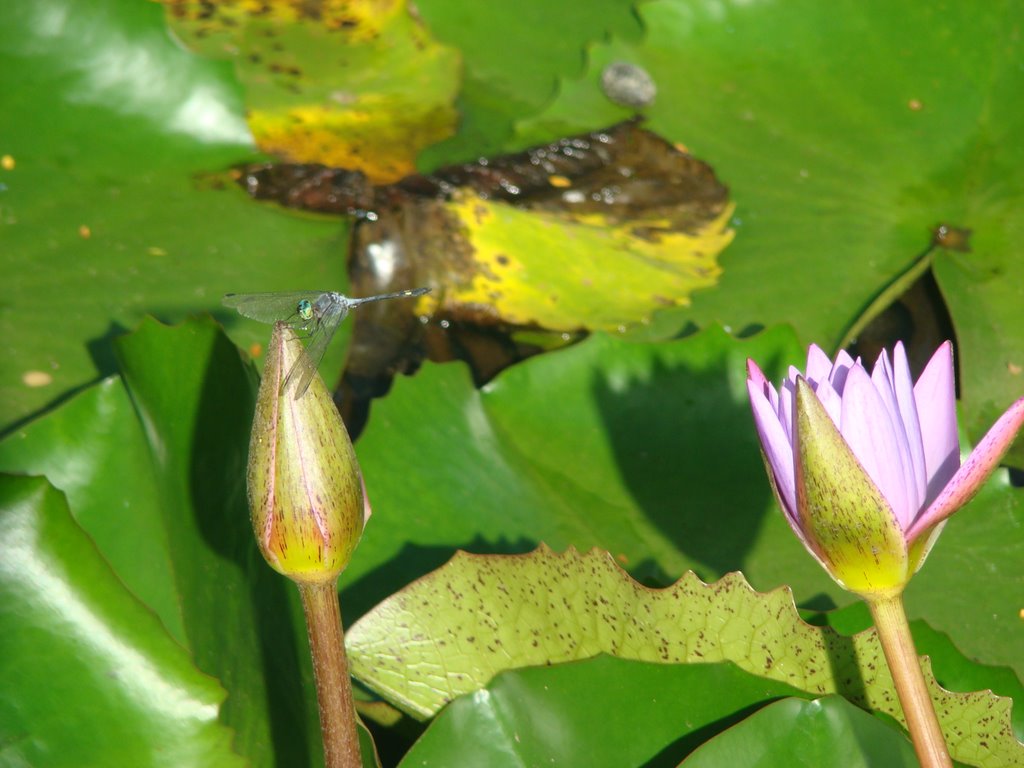 Flor com libélula - Parque Malwee - Jaraguá do Sul - SC by Valmice Vieira