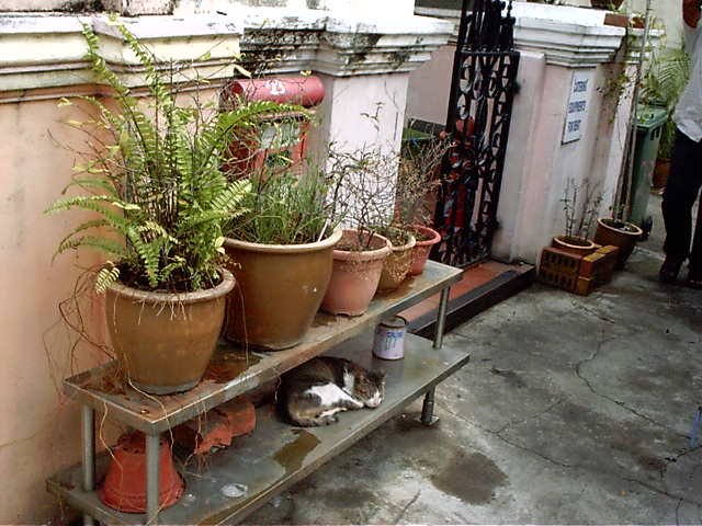 Cat in Little India, Singapore by David Pearl