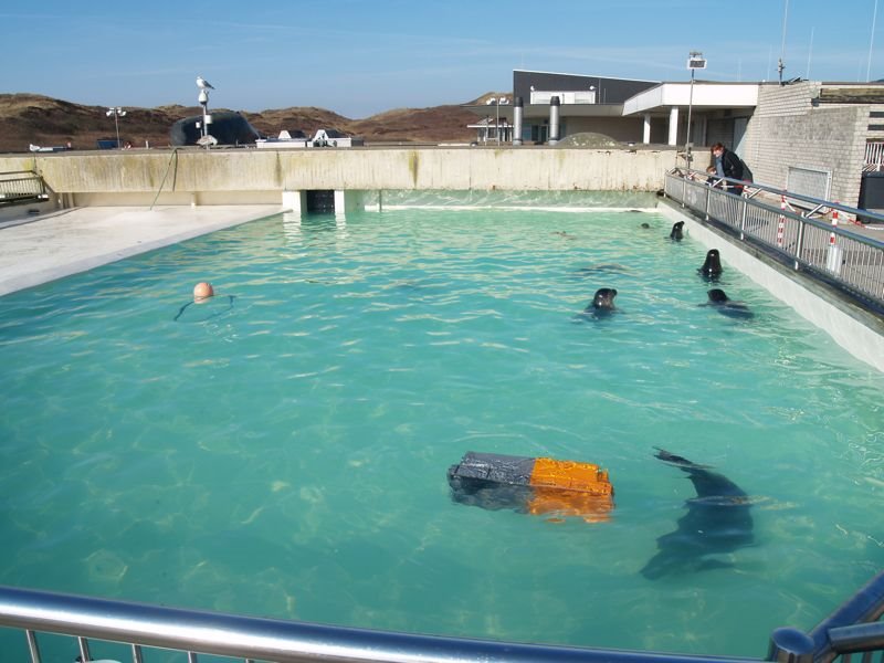 Pool with seals by Icepick