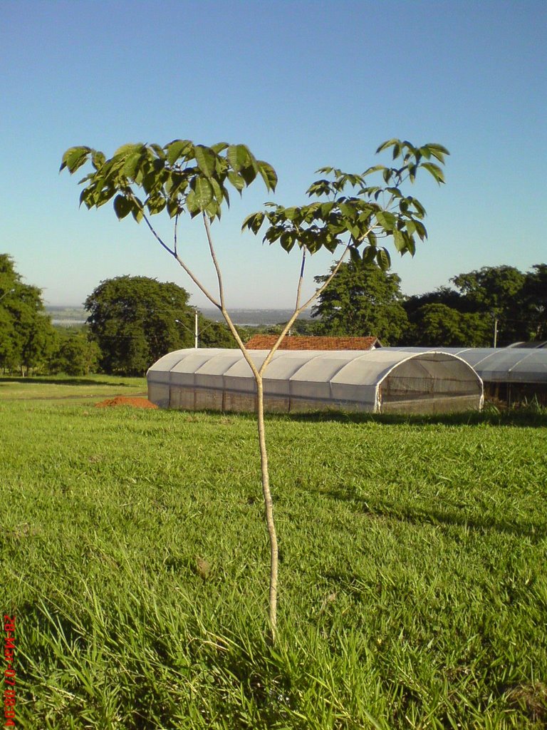 Ipê Rosa,1º turma do meio de ano da Agronomia by H@minesia