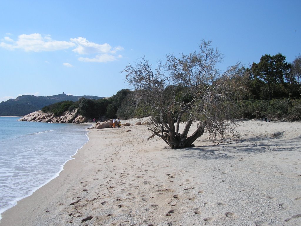 Albero in spiaggia, La Celvia by tiki beach