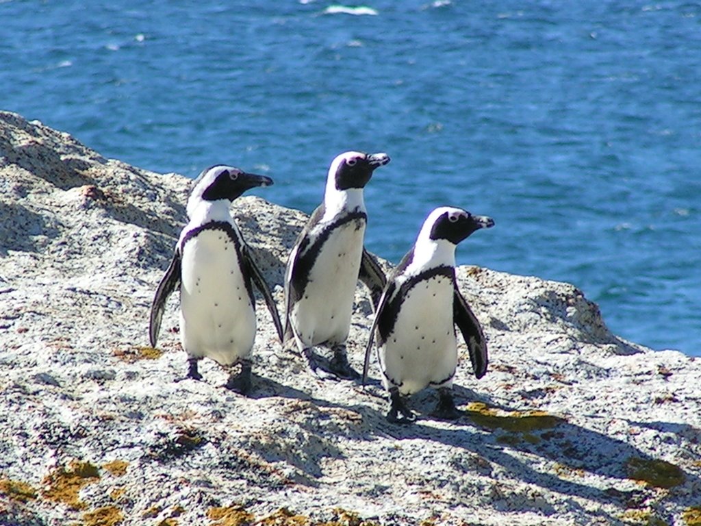 Pinguini - Simon Town by bestphotogo