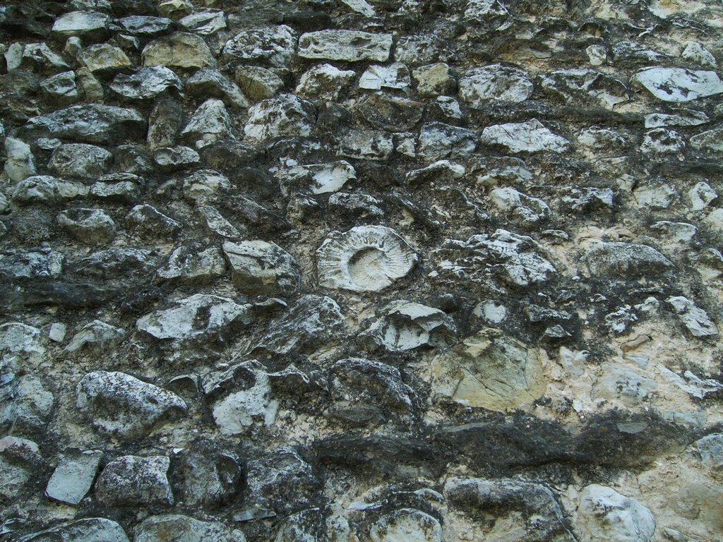 Fossile sur le mur de l'église de Châteaudouble. by Pierre R.