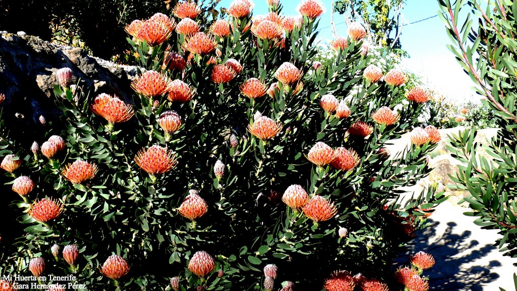 Mi Huerta en Tenerife, Leucospermum Scarlet Ribbon by Gara  Hernández Pére…