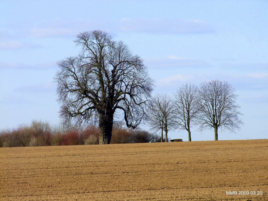 ... mein Freund der Baum ! by M.M. B.