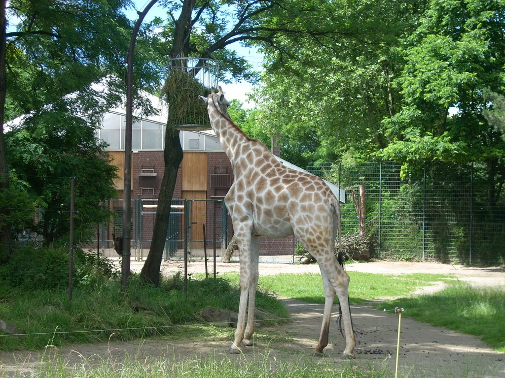 Dortmund Tierpark 2008 by DortmundWestfalica