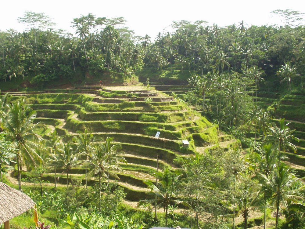 Padi Fields by The Cakra Hotels