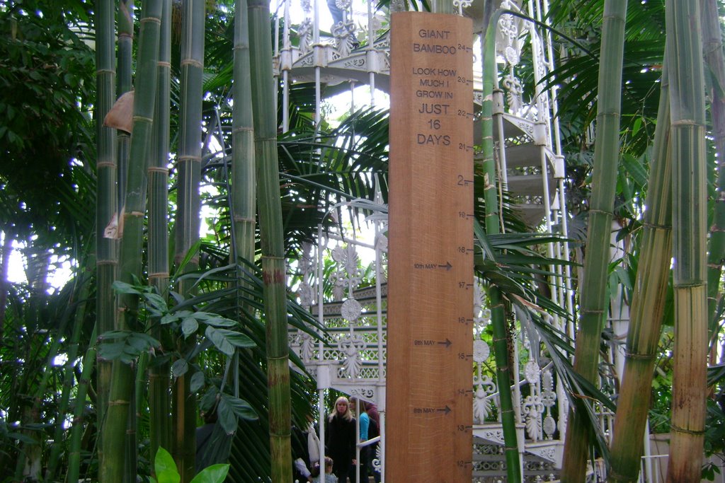 Giant Bamboo in Kew..see how it grow in 16 days...amazing! by weetabix48