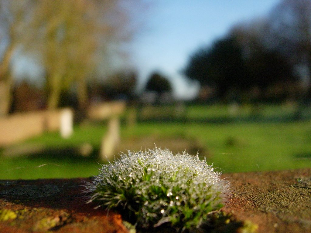 Frosty morning in Wye by mikeesturg