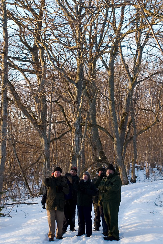 Looking for White-backed Woodpecker in Puhtu by blind shooting