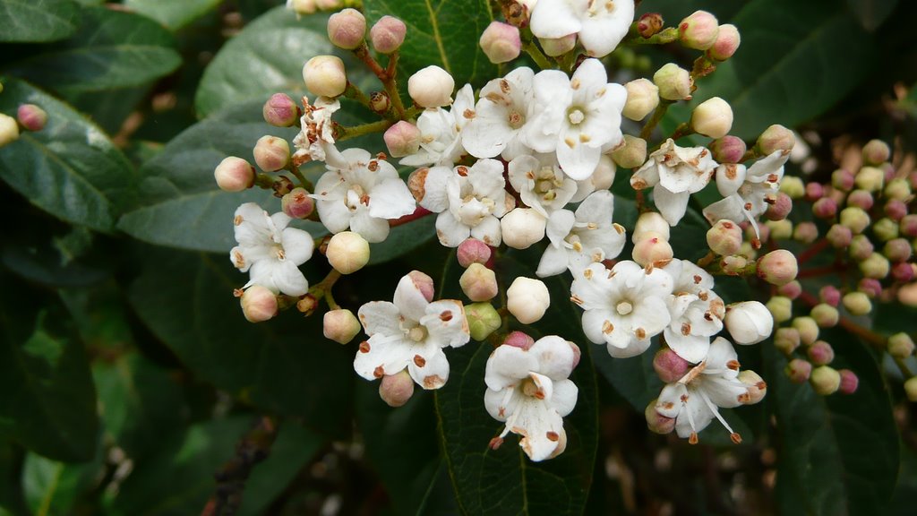 Fiore di siepe (Viburnum Tinus) presso l'Istituto dei Padri del Murialdo. by Antonio Cignini