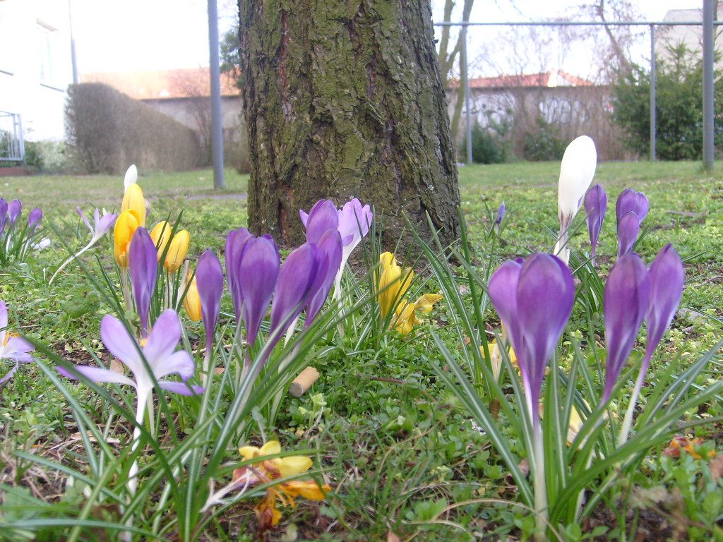 Frühling 2008 by sabrina hainke