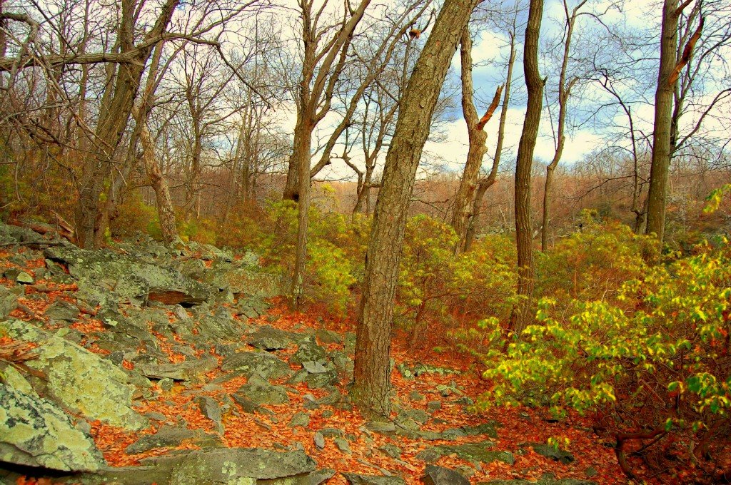 Appalachian Trail, Sunfish Pond, NJ by James Kaval