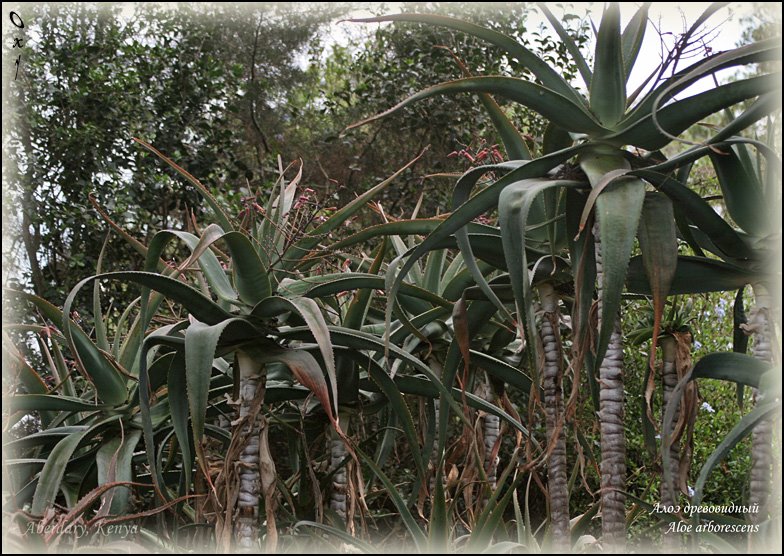 Aloe arborescens by OxyPhoto.ru - O x y