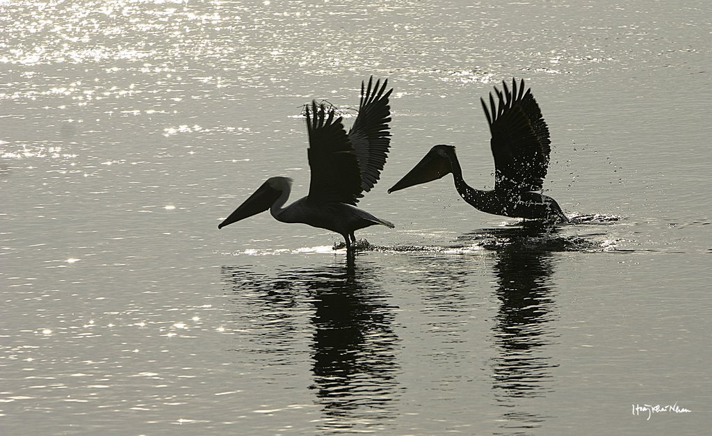 Cất Cánh - Taking Off (hoangkhainhan.com) by Hoàng Khai Nhan