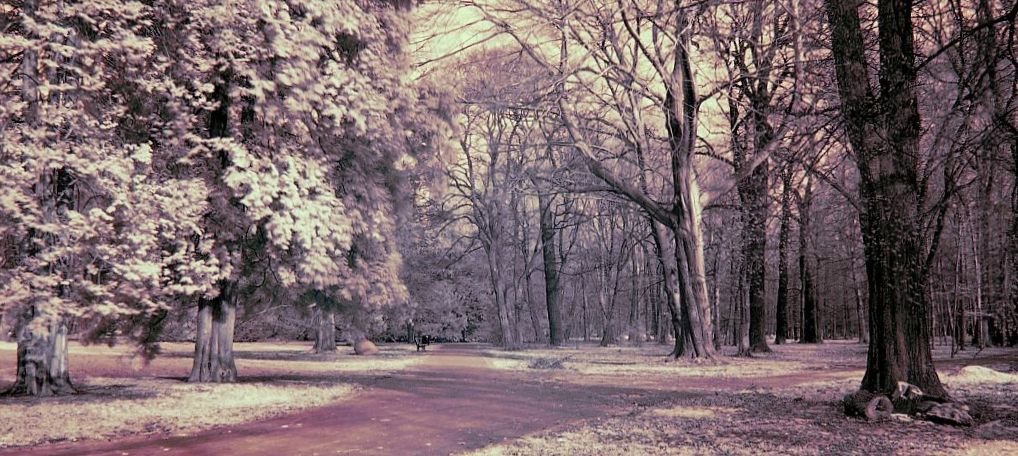 Park szczytnicki IR by Łukasz Szatanek