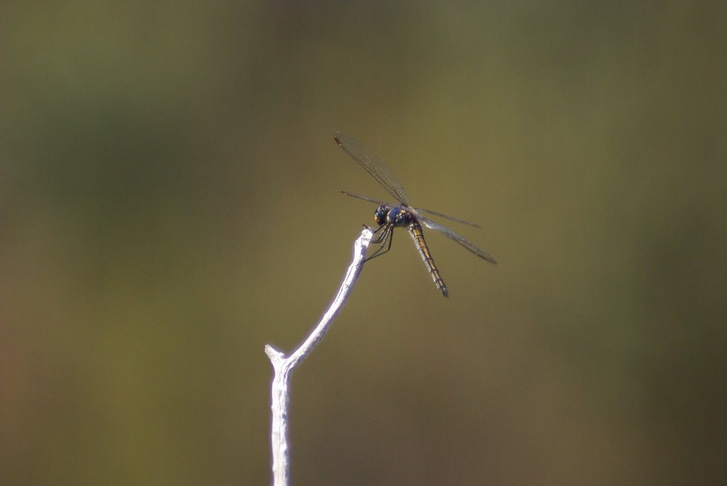 Dragon Fly by Scott Dawson