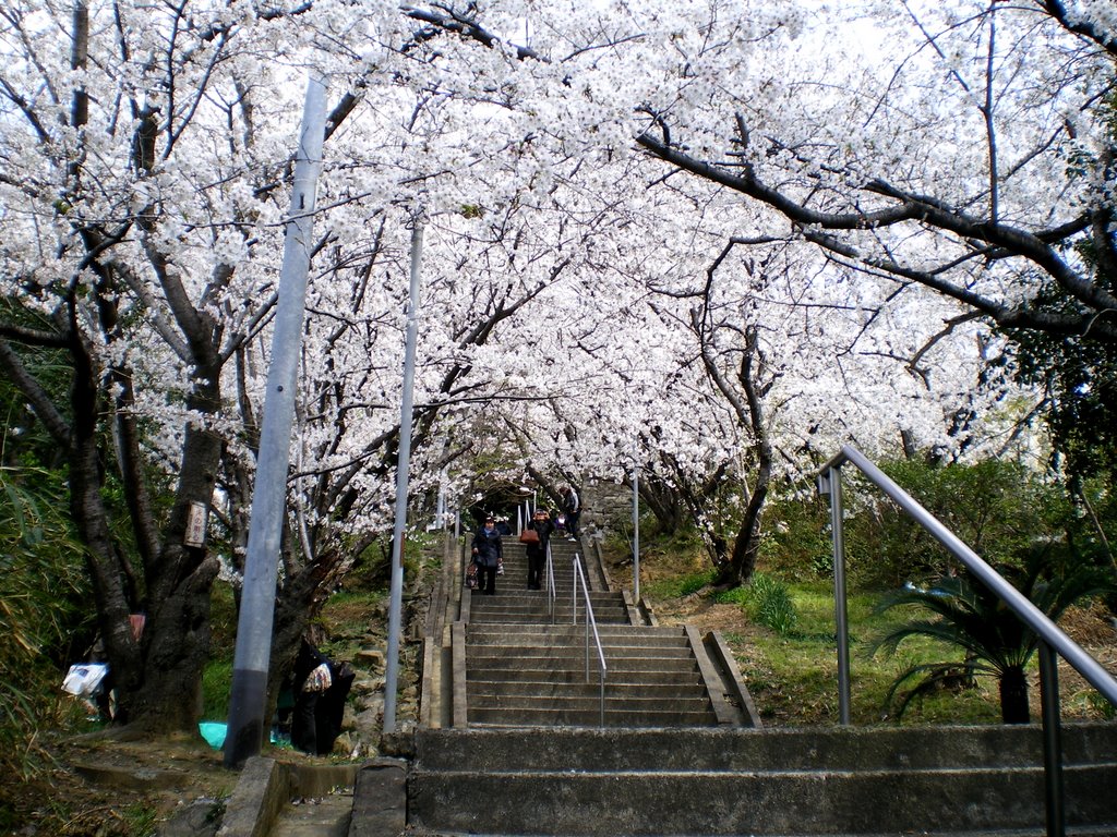 福岡　愛宕神社　春　桜　 Atago Shrine in Fukuoka, Kyusyu, Japan. 2009. Landscape. by 表野豊