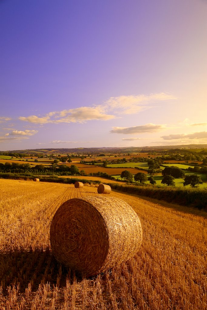 Devon England by Buchan Grant