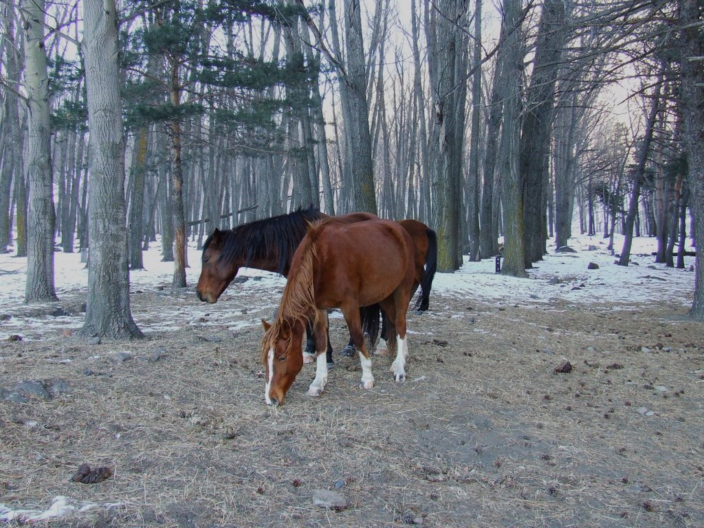 Stepantsminda, Georgia by Aigars Purins