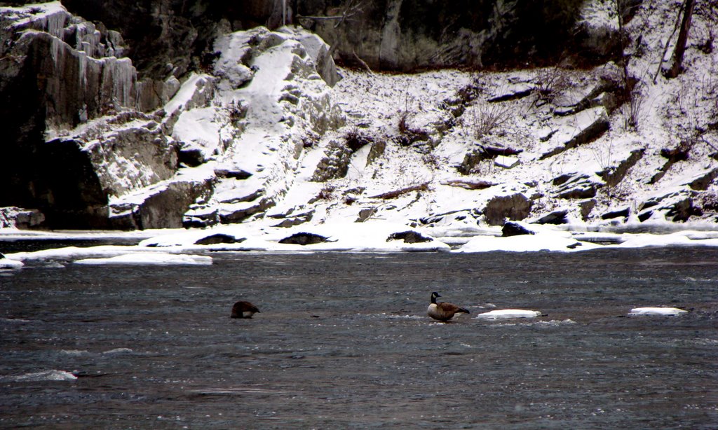 Ice Ducks by ButchDeal