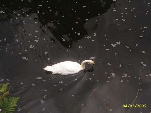 Swan Feeding Cramond by devil4u