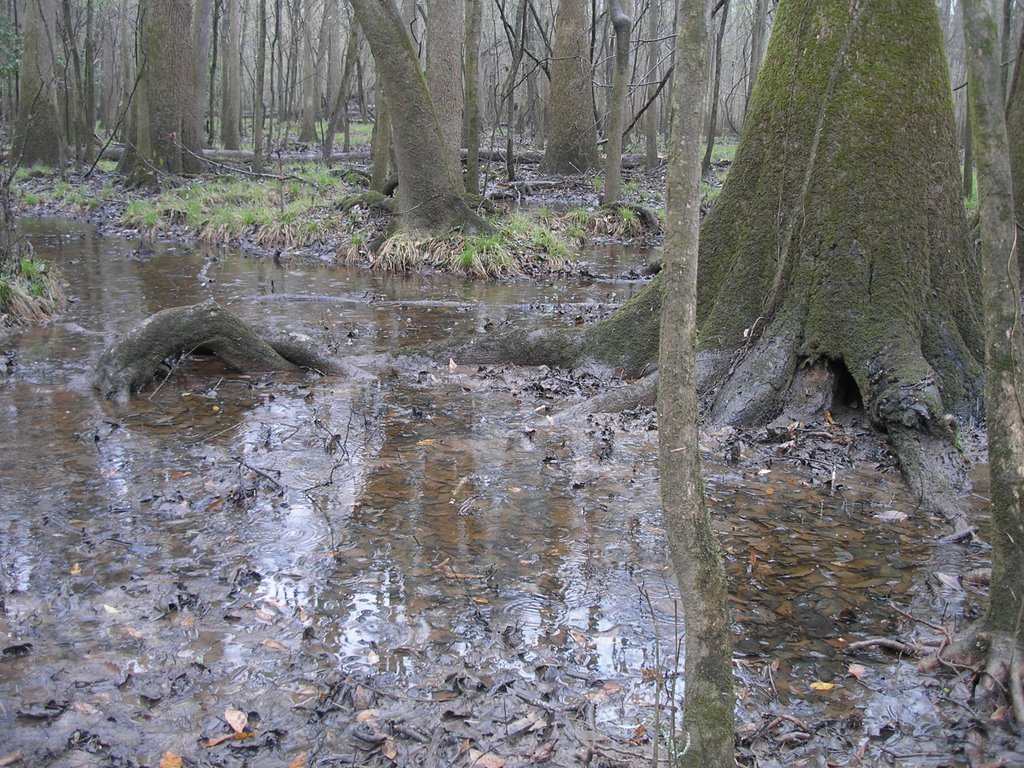 Congaree National Swamp by Nezhy