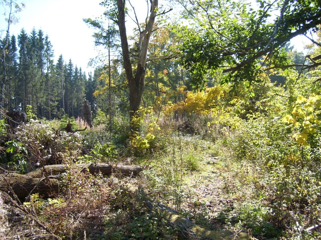 Hochmoor in der Rhön by Künni1968