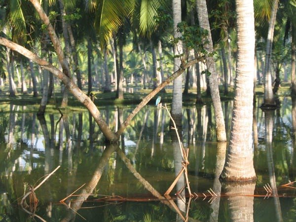 Backwaters behind the Poovar lagoon, Kerala by garethb