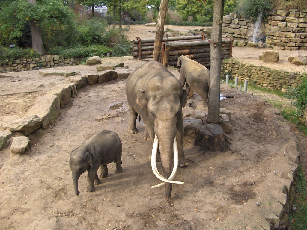 Dierenpark Emmen by Jeroen Buik