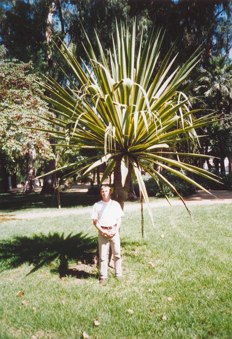 Sevilla garden by mikhail83