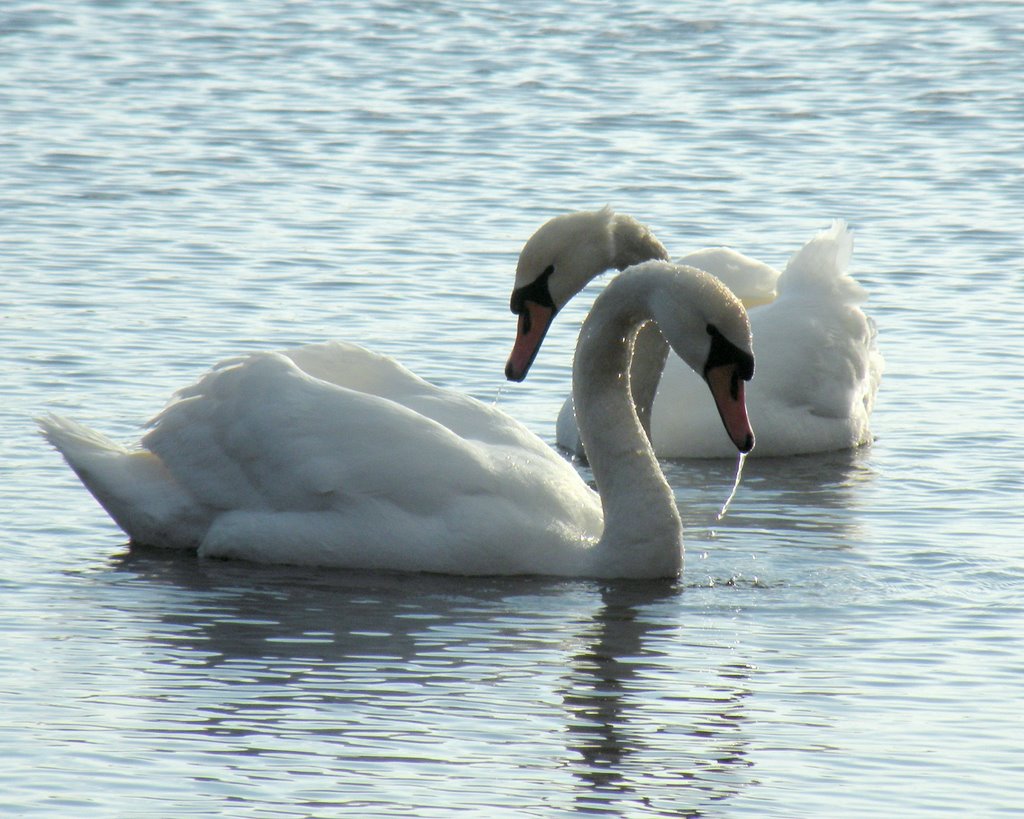 Mute swans by KaSuMa