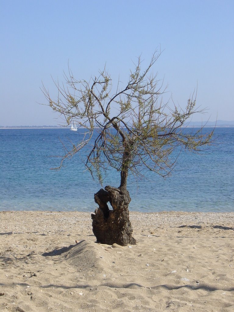 Tamaris sur la plage, les salettes by pataye