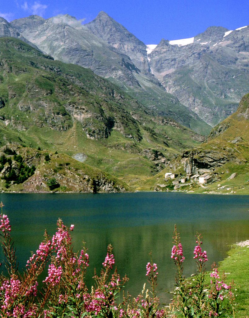 Lago di Malciaussia (m 1805) e il Rocciamelone (m 3538) , in primo piano Epilobium angustifolium - Valle di Viù - Piemonte (Italy) by Antonio Passaseo