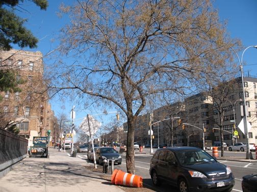 Grand Concourse at McClellan Street by katieholten