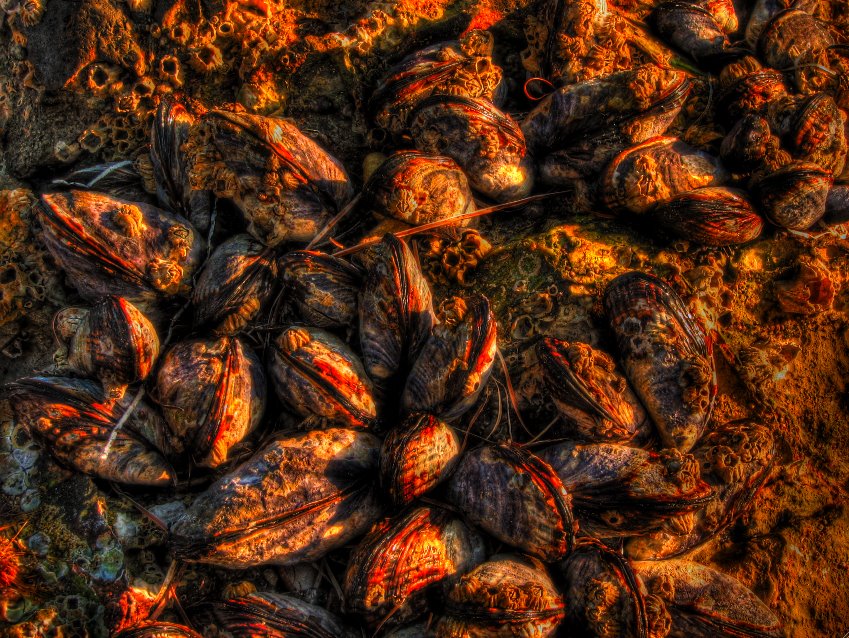 Crystal Cove Mussels by Ryan Hills Photography