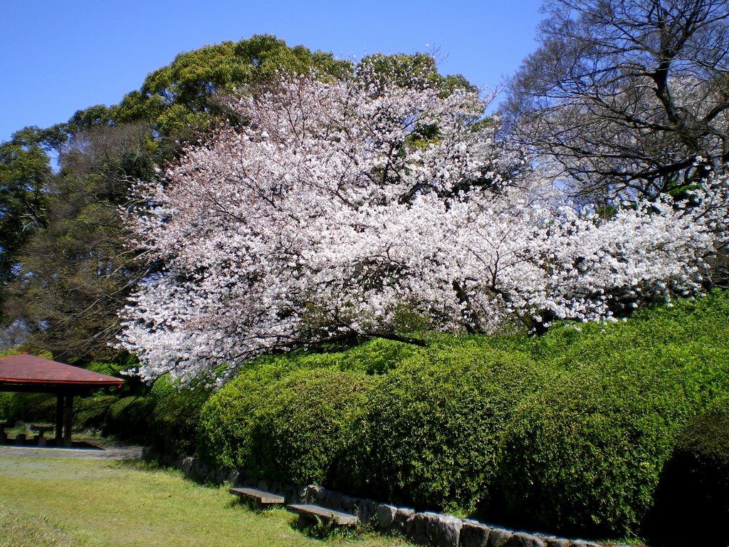 福岡　舞鶴公園　春　桜　Maizuru Park in Fukuoka, Kyusyu, Japan. 2009. Landscape. by 表野豊